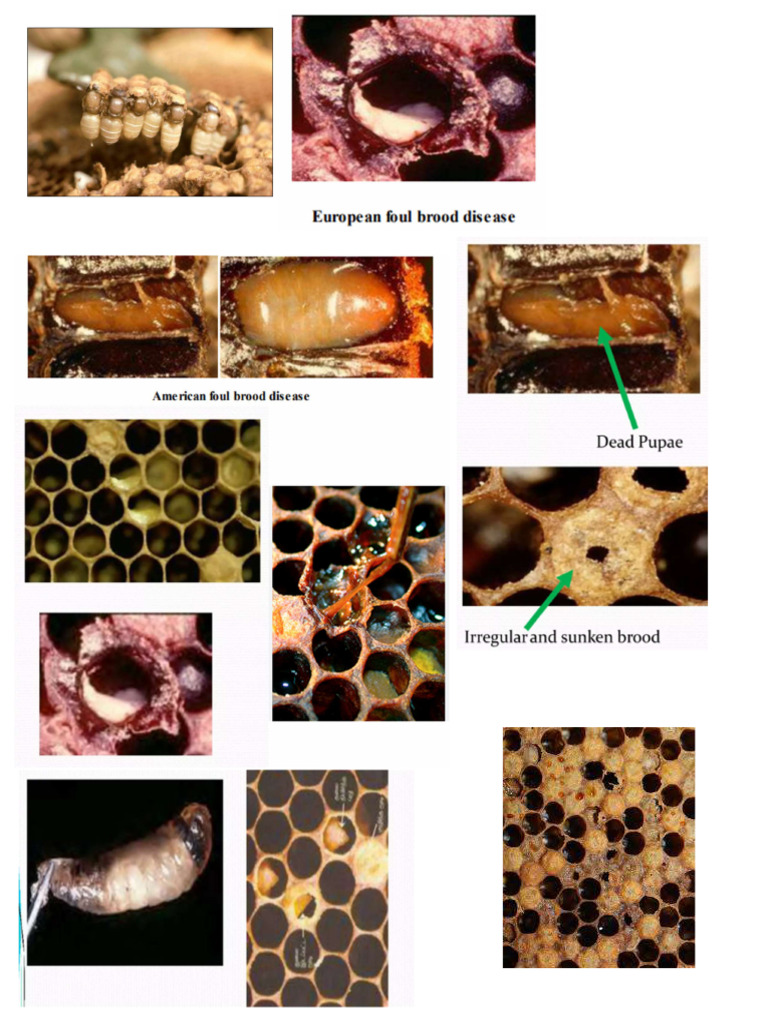 Bee | PDF