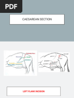 Bovine Caesarean Section Procedure Guide | PDF | Surgical Suture | Abdomen