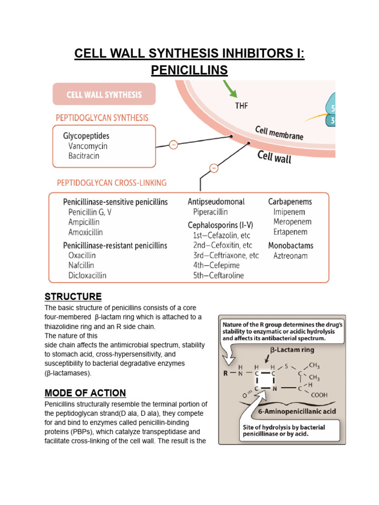 Cell Wall Synthesis Inhibitors I - Penicillins | PDF | Penicillin ...