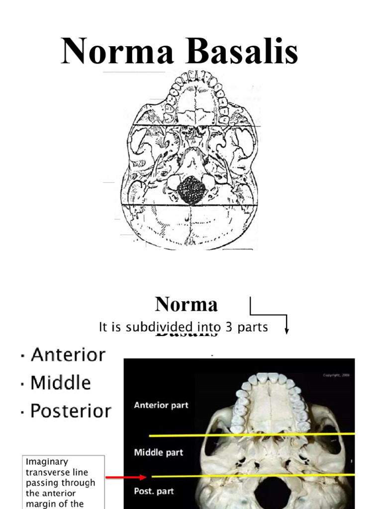 Norma Basalis | PDF