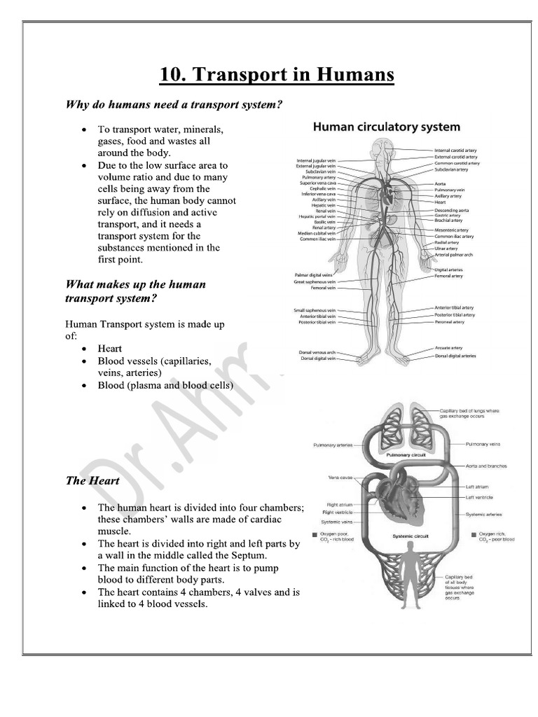 Transport in Humans | PDF
