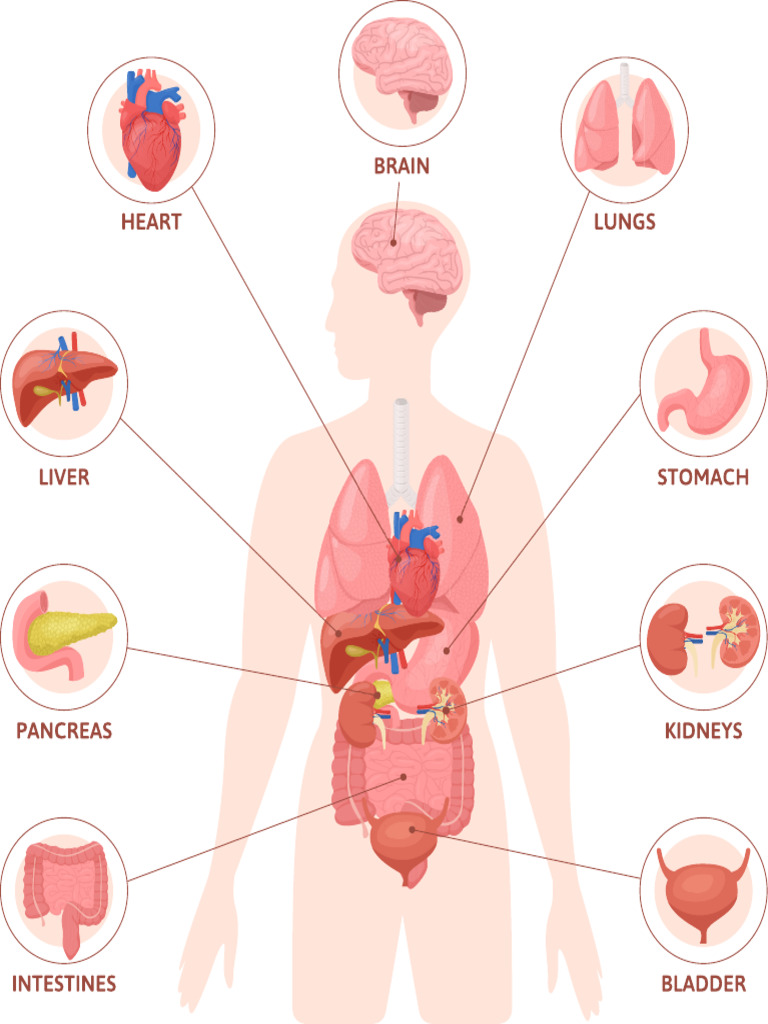 Internal Body | PDF