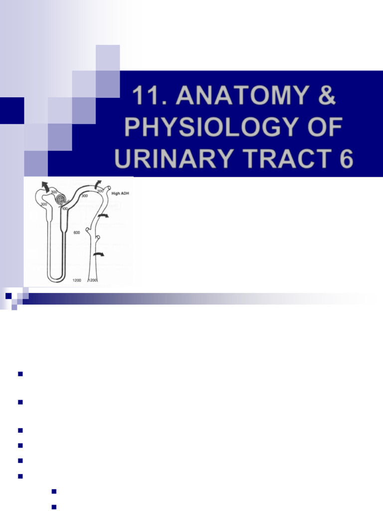 Lecture 11A Kidney | PDF | Urinary System | Kidney