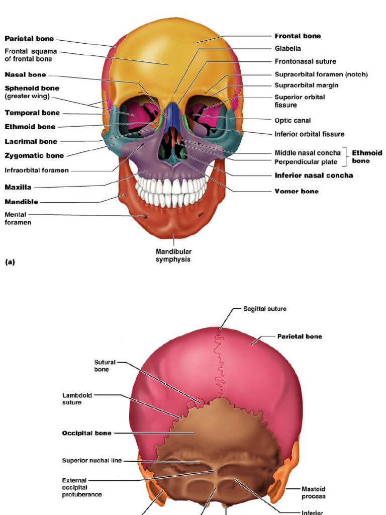 Axial Skeleton Pictures Labeled & Unlabeled | PDF