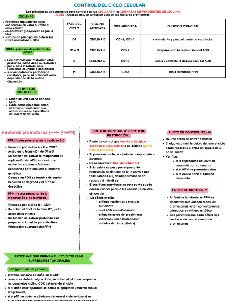 Control Del Ciclo Celular | PDF | Ciclo celular | Mitosis