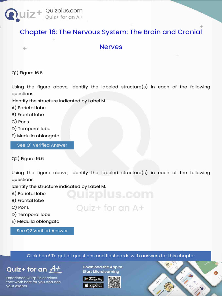Identify The Structure Indicated by Label M | PDF | Bone | Anatomy