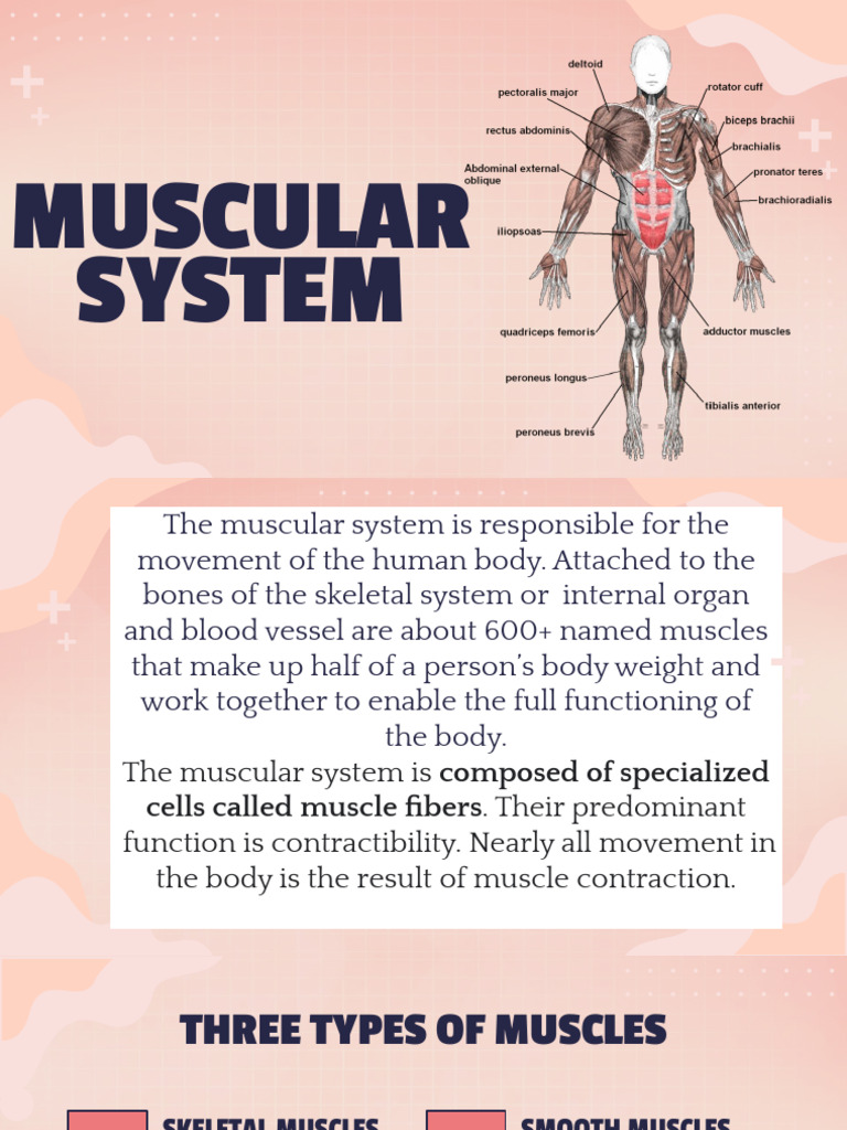 Muscular System College Slideshow | PDF | Muscle | Skeletal Muscle