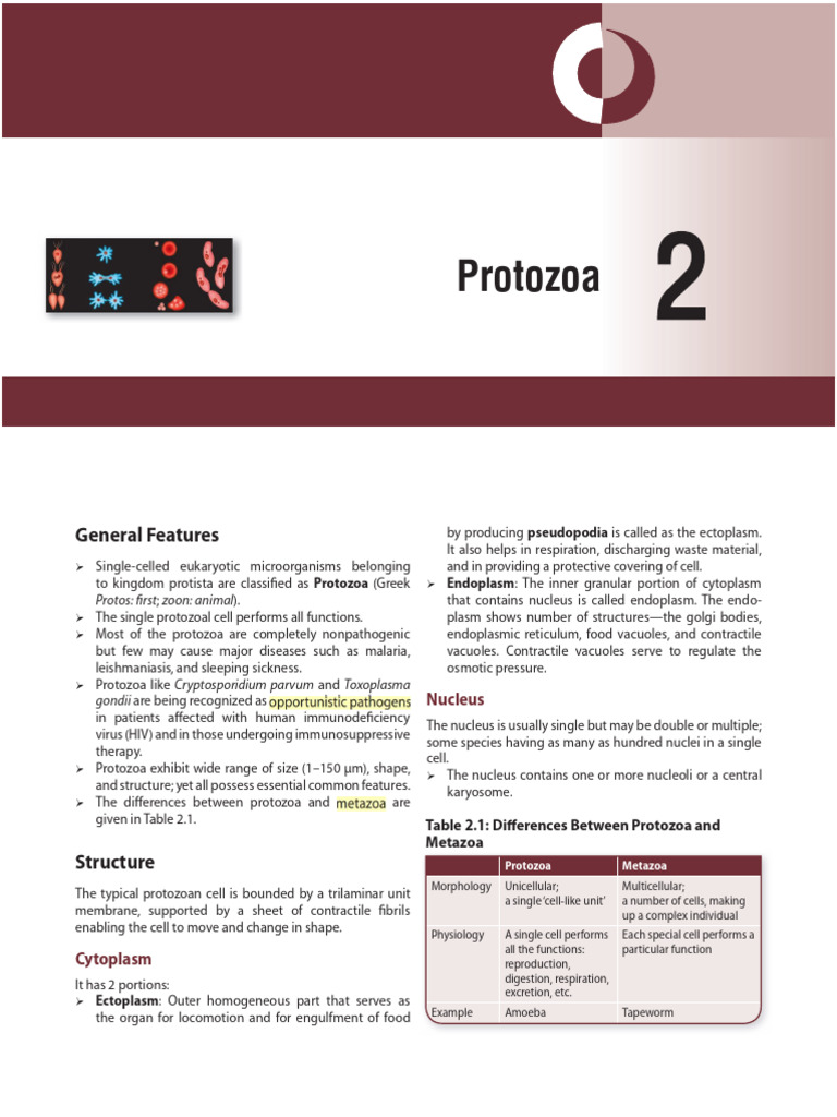 2 Protozoa General Structures and Classification | PDF | Protozoa ...