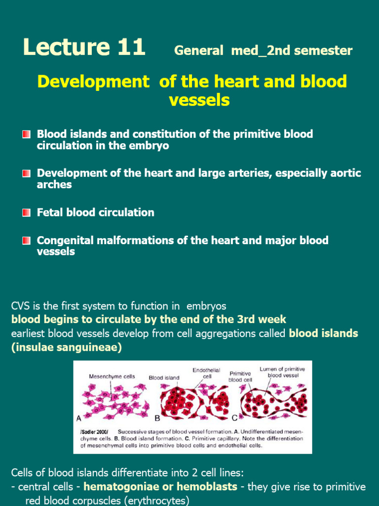 Development of Heart | PDF | Aorta | Congenital Heart Defect