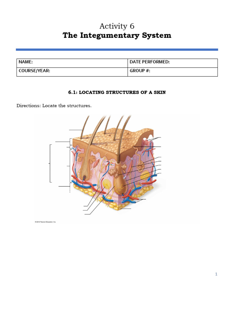 ACTIVITY 6 The Integumentary System | PDF