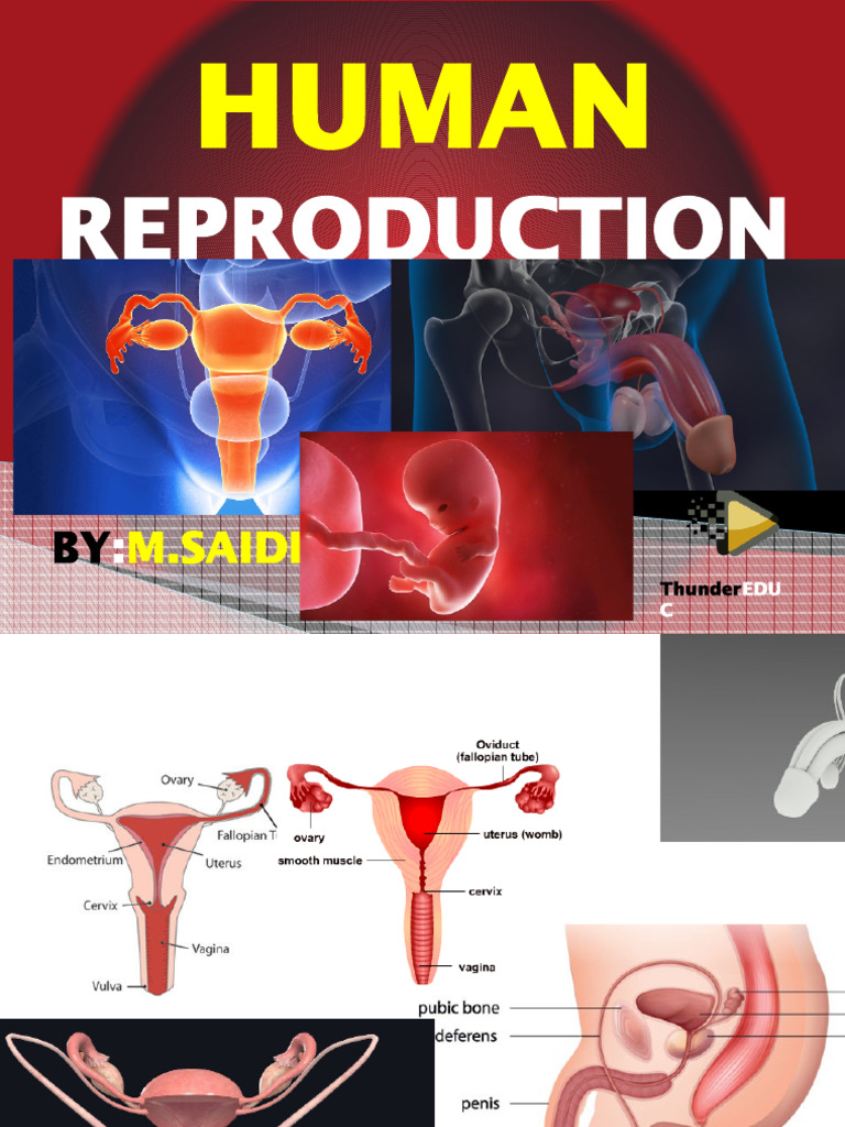 Human Reproduction | PDF | Menstrual Cycle | Ovary