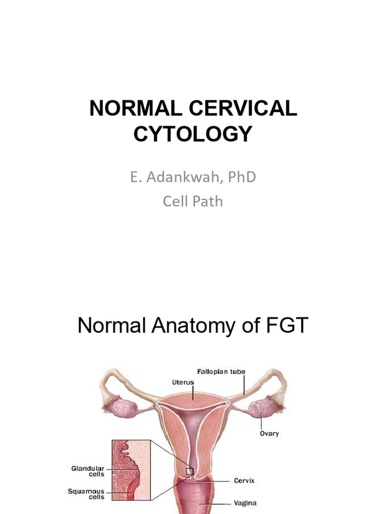Diploma Normal Cervic Knust | PDF | Animal Female Reproductive System ...