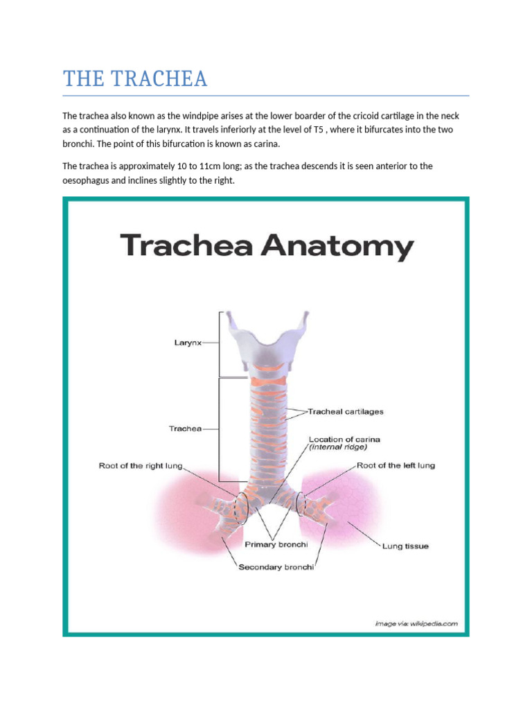 Anatomy of The Trachea | PDF