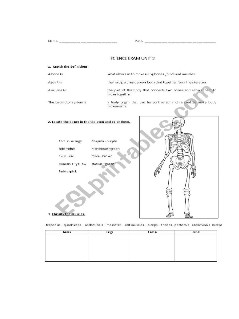 Bones | PDF