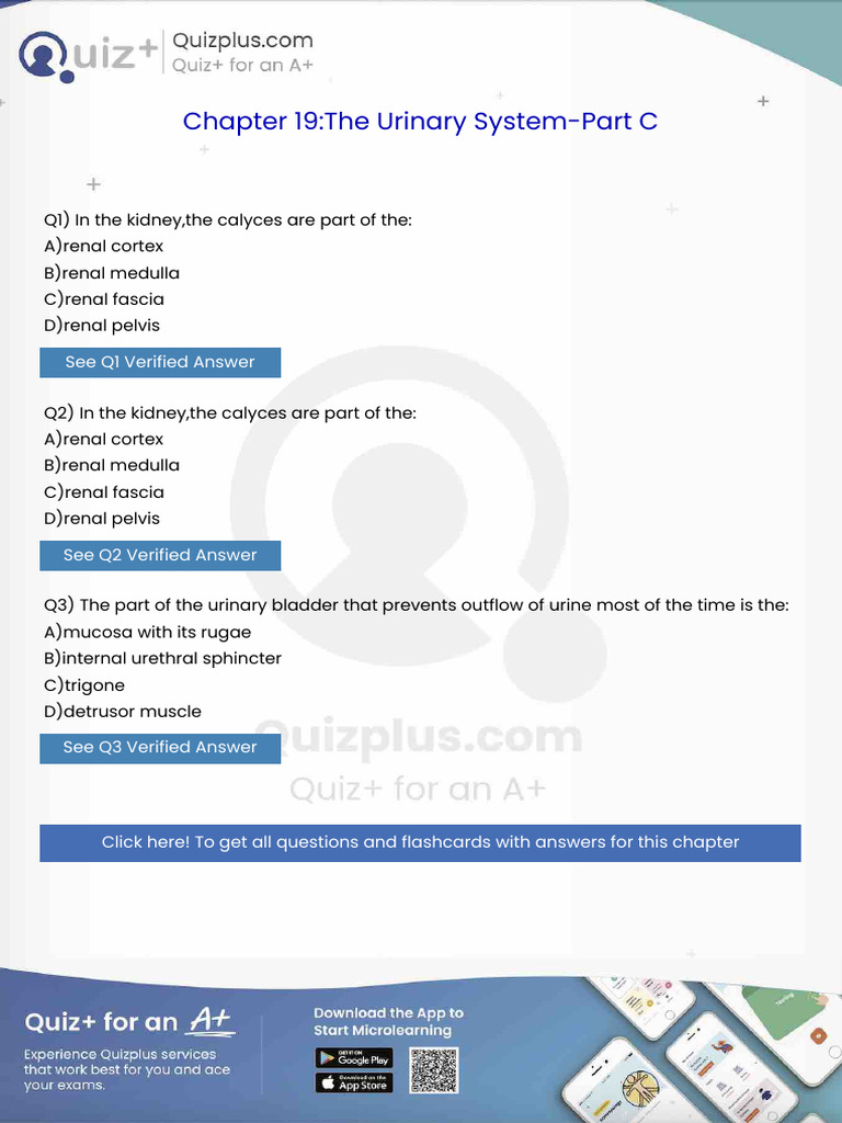 In The Kidneythe Calyces Are Part of The | PDF | Coronary Circulation ...