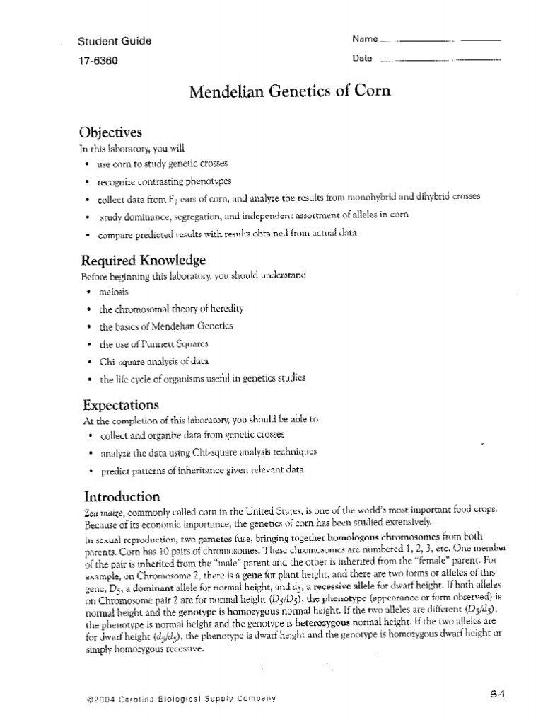 Mendelian Genetics of Corn | PDF