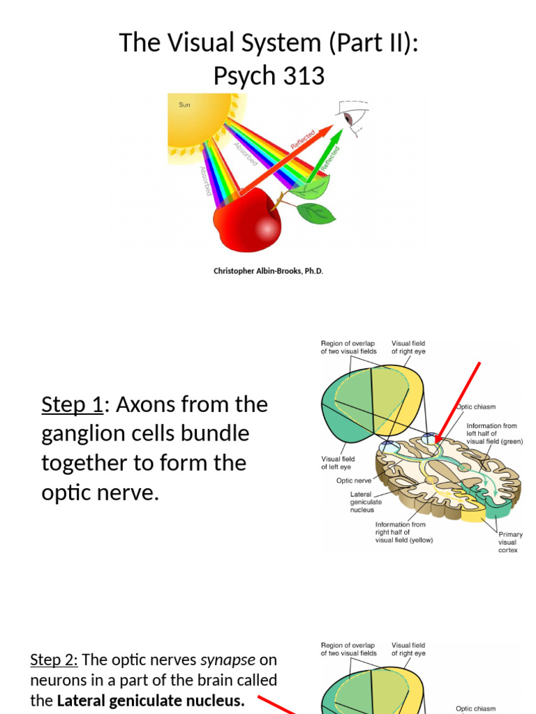 09-The Visual System Part II - Tagged | PDF