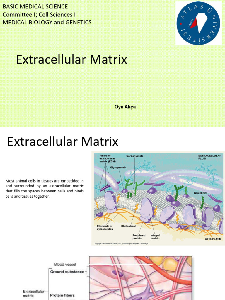 11.MED1.11Extracellular Matrix | PDF