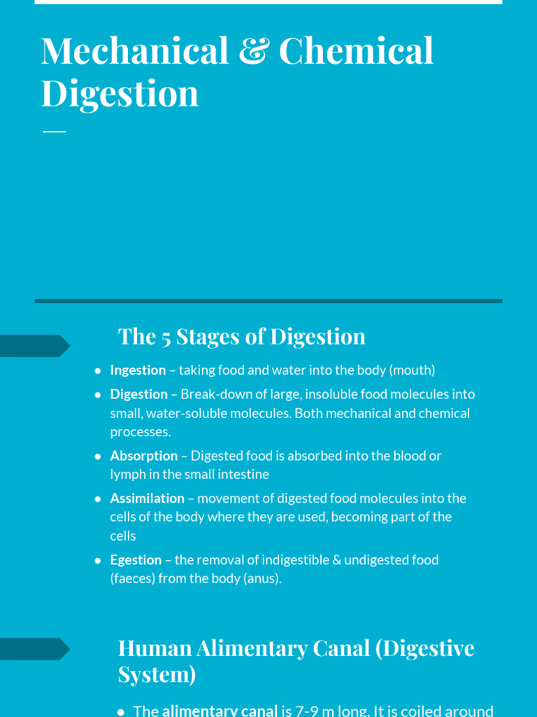 Digestion | PDF | Digestion | Small Intestine