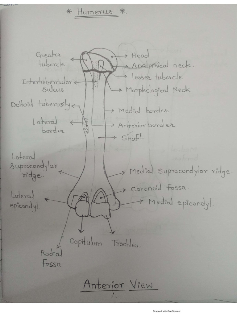Humerus, Tibia, Fibula, Radius, Ulna Diagram | PDF