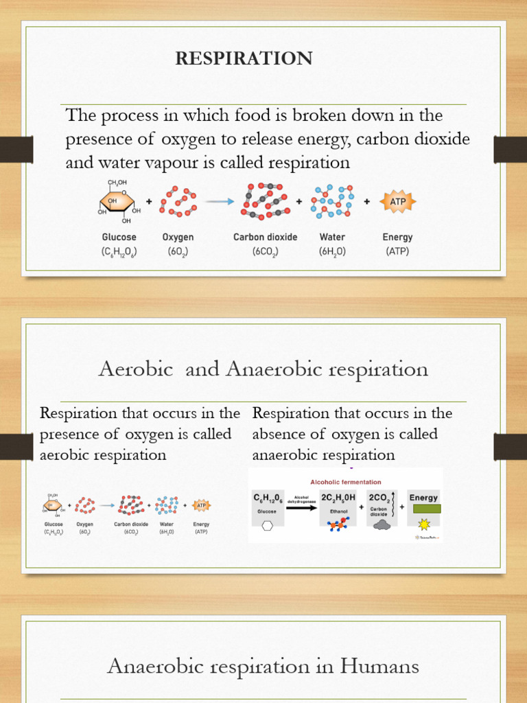 Respiration Notes | PDF | Respiratory System | Respiratory Tract