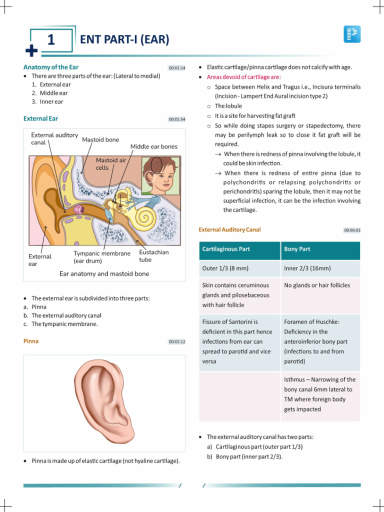 ENT Rapid Revision | PDF