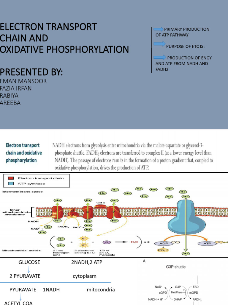 Electron Transport Chain and Oxidatve Phosphorylation | PDF