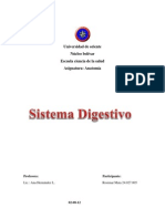 Sistema Digestivo