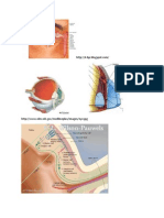 Anatomía Del Ojo