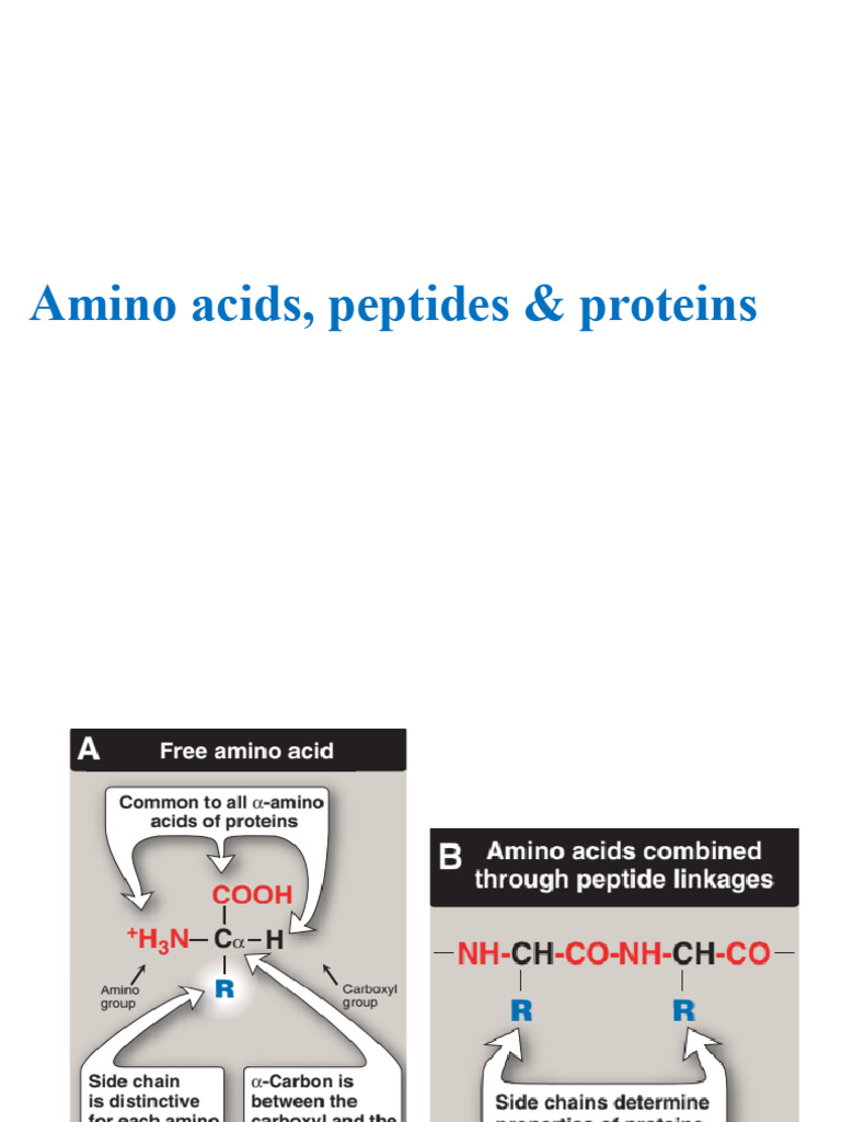Lecture 7 Amino Acid & Proteins | PDF | Amino Acid | Protein Structure