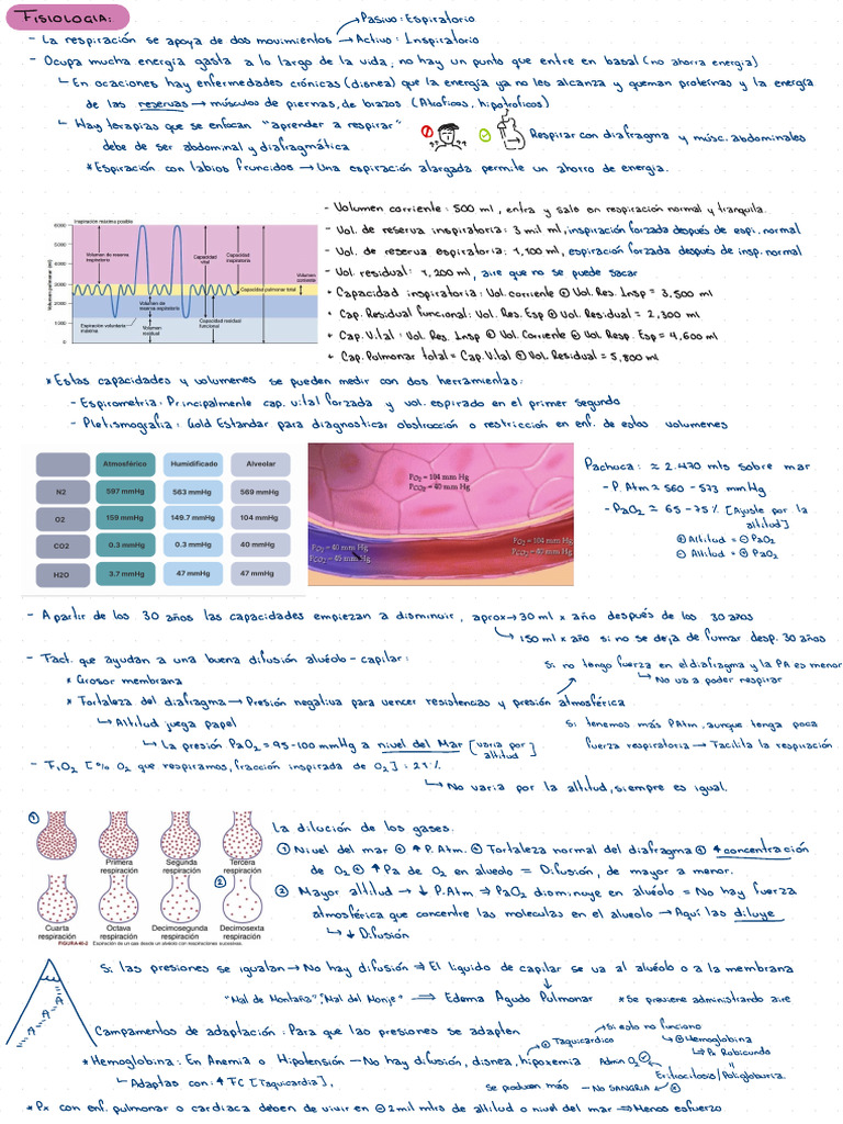 Neumo | PDF | Especialidades Medicas | Respiración