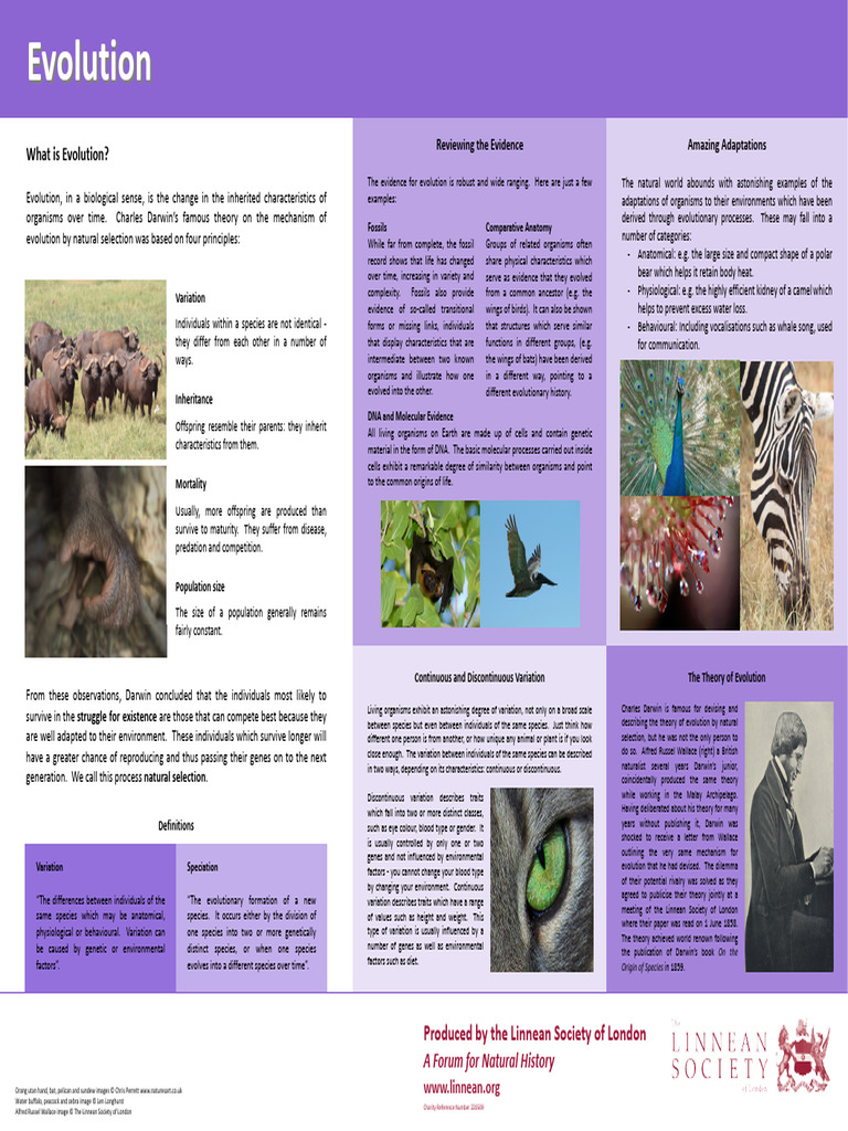 Evolution Poster | PDF | Evolution | Natural Selection