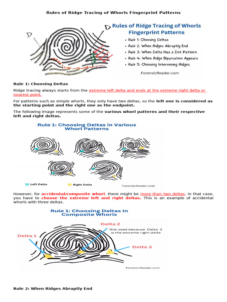 Rules of Ridge Tracing of Whorls Fingerprint Patterns | PDF