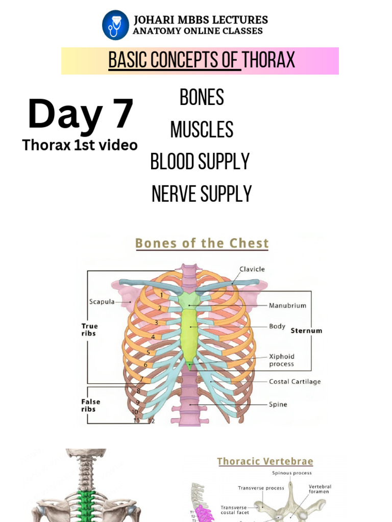 Thorax 01 Lect Notes | PDF