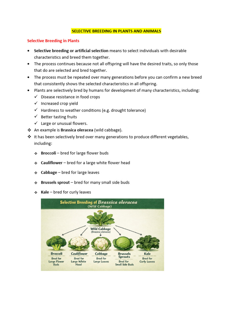 Selective Breeding in Plants and Animals Notes | PDF