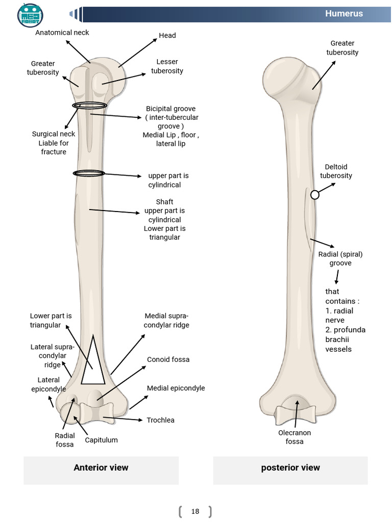 Humerus in Short | PDF