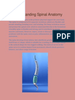 Understanding Spinal Anatomy