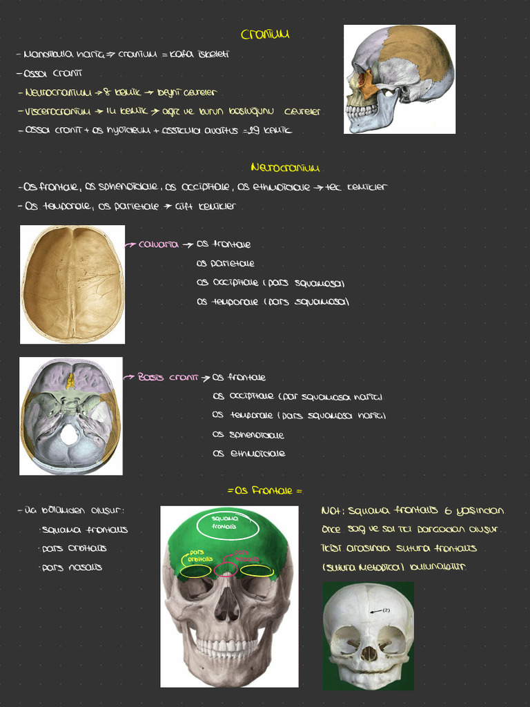 Neurocranium Not | PDF