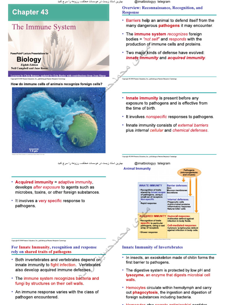The Immune System | PDF