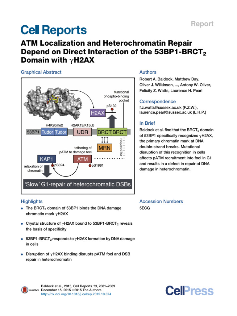 ATM Localization and Heterochromatin Repair Depend On Direct ...