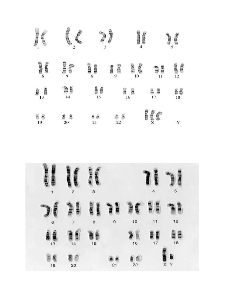 Genetic Charts Printout | PDF
