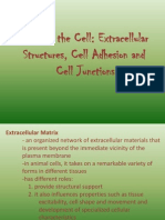 Extracellular Matrix (Edited)
