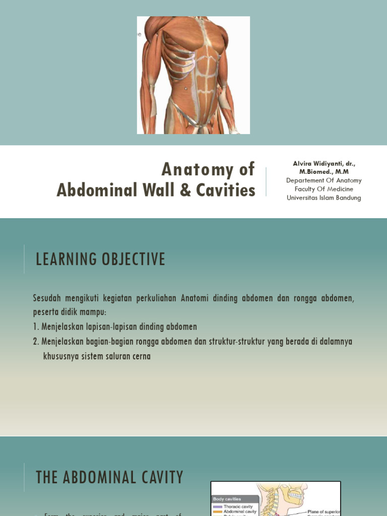 Anatomy of Abdominal Wall | PDF | Abdomen | Pelvis