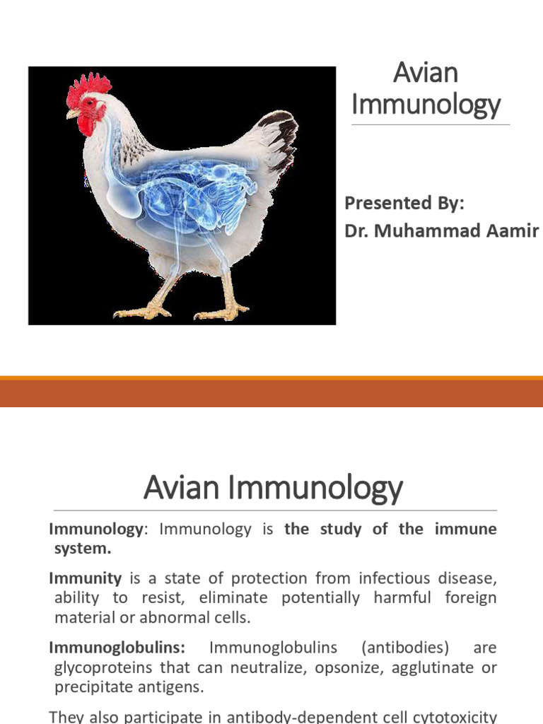 Avian Immunology | PDF | Immune System | Antibody