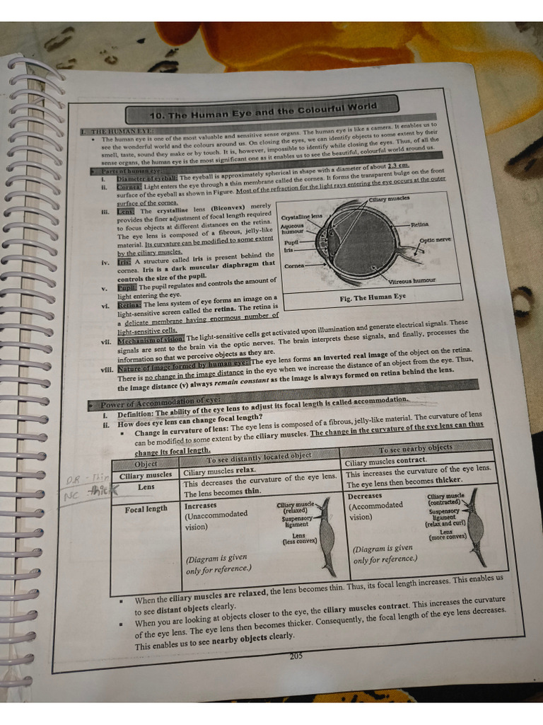 Human Eye | PDF