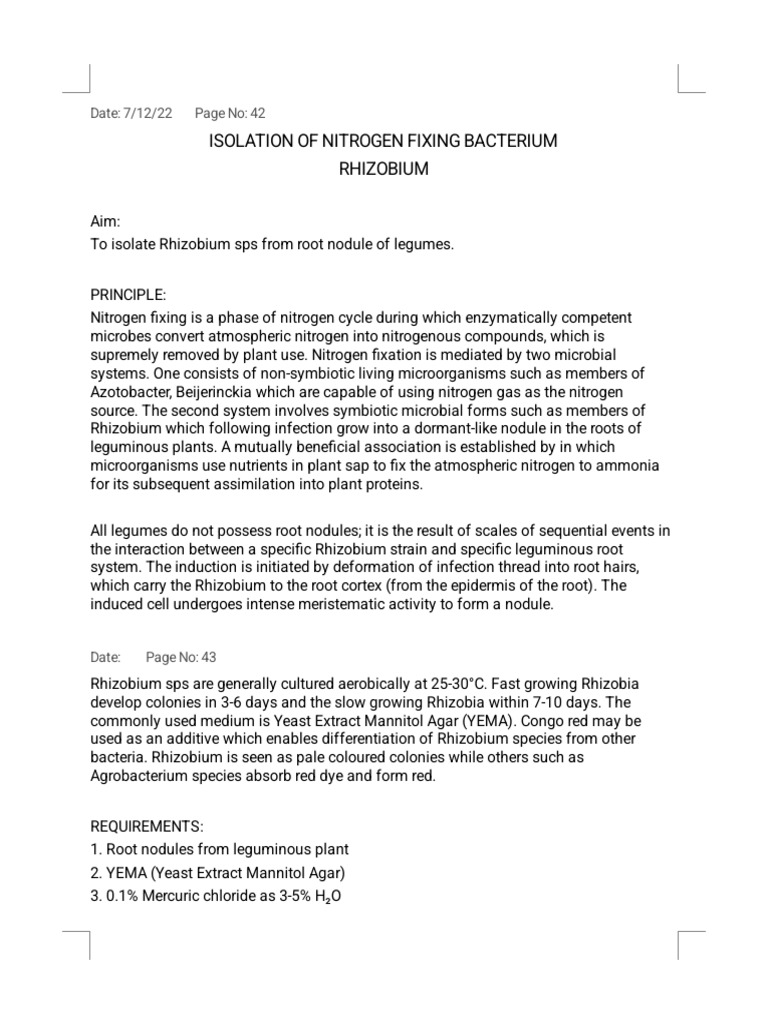 Isolation of Nitrogen Fixing Bacterium Rhizhobium | PDF | Root ...