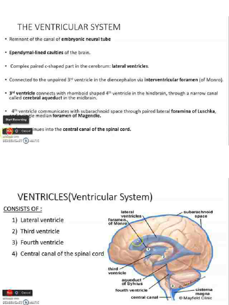 Ventricular System 1 | PDF