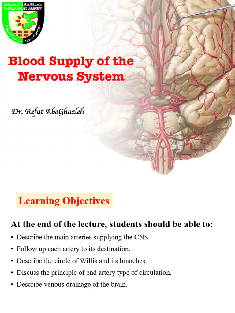 Blood Supply of Nervous System | PDF