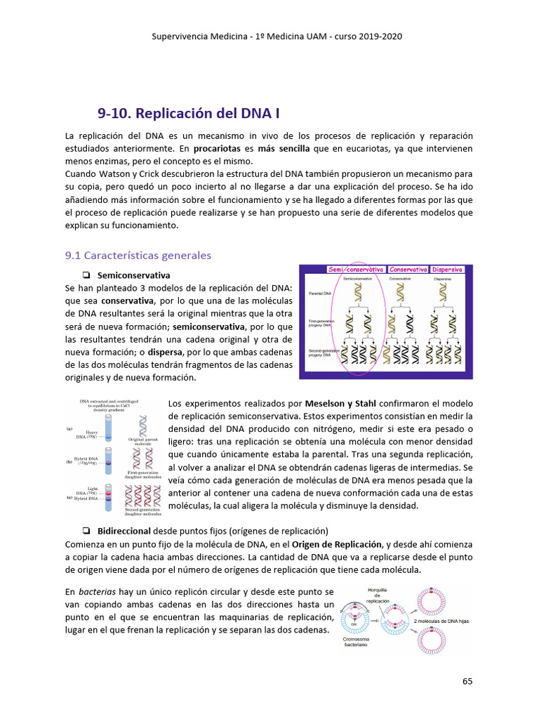 Replicación | PDF | Replicación De Adn | Adn