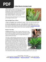 10 Best Tips for Growing Cycads